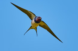Rauchschwalben (Hirundo rustica) leben in Kulturlandschaften mit Viehhaltung, wo sie ihre Nester in Scheunen oder Ställen bauen. Der Verlust von dörflichen Strukturen und eine Intensivierung der Landwirtschaft wirkt sich negativ auf Brutplätze und Nahrungsangebot aus. Die aktuelle Rote Liste der Brutvögel Deutschlands verzeichnet für die Rauchschwalbe eine starke Abnahme der Bestände und stuft sie als „gefährdet“ ein. Foto: Johannes Karich