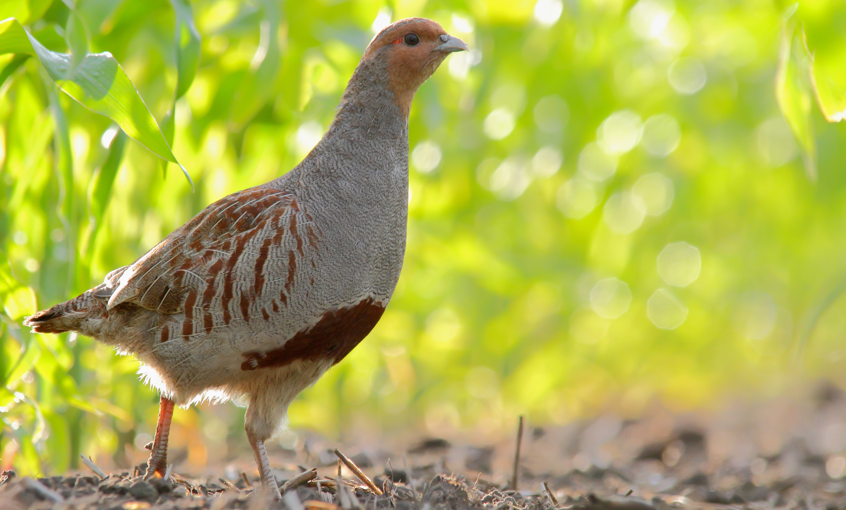 Charakteristisch für Rebhühner ist der hufeisenförmige Fleck am Bauch. Foto: Yakubovich Dmitry/Adobe Stock