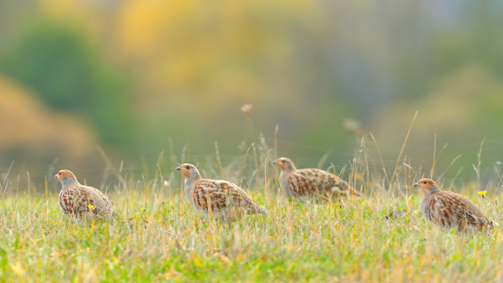 Nach dem Sommer schließen sich Rebhühner gerne zu lockeren Verbänden, so genannten Ketten, zusammen. Iliuta/Adobe Stock