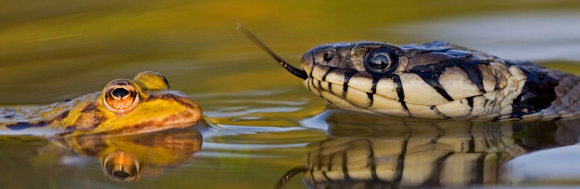 Amphibien gehören zu den wichtigsten Beutetieren der Ringelnatter. Foto: Heinz Buls.