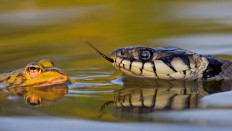 Im Visier: Durch ständiges Züngeln ortet die Ringelnatter ihre Beute. Foto: Heinz Buls.