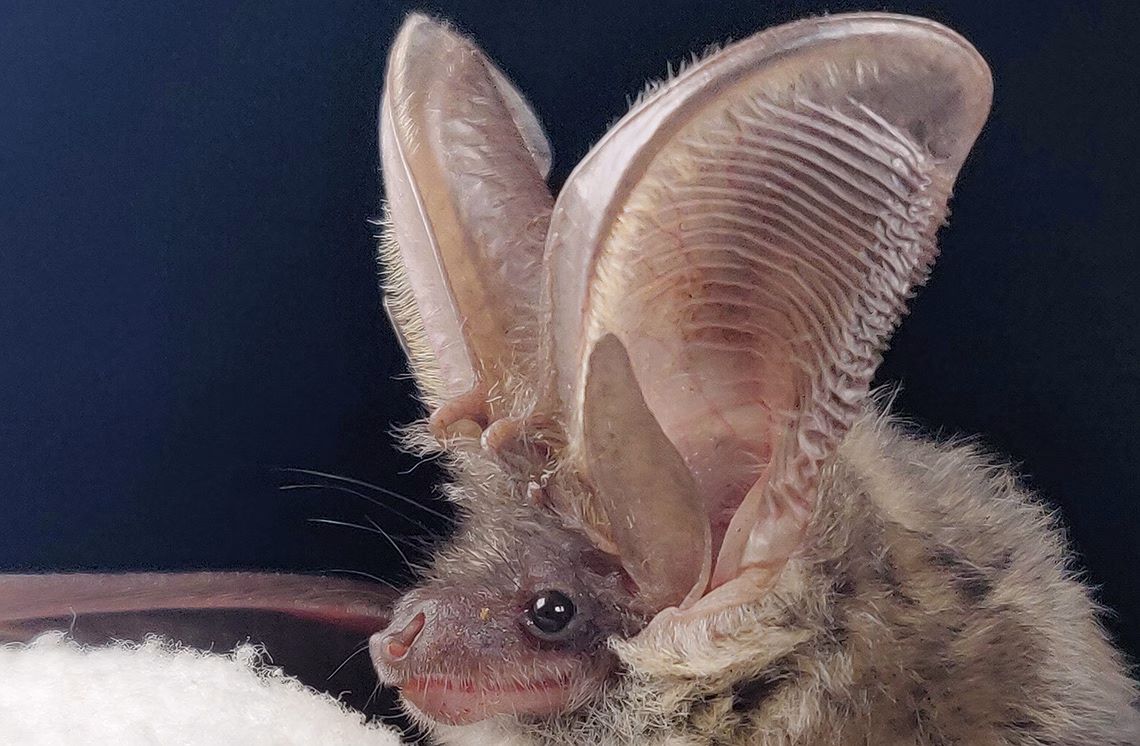 Auffälligstes Merkmal des Grauen Langohrs (Plecotus austriacus) sind seine fast körperlangen Ohrmuscheln.