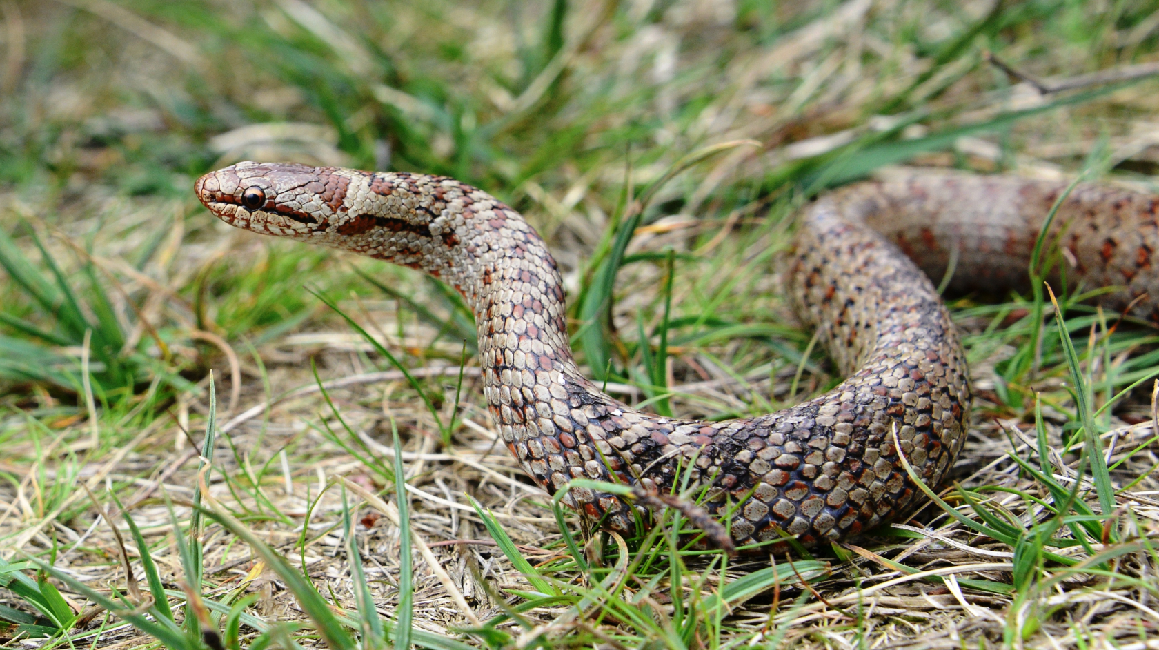 Schlingnattern kommen in Deutschland nur noch in kleineren, isolierten Beständen vor. Durch den Verlust geeigneter Lebensräume nehmen die Bestände der Art stetig ab – Coronella austriaca gilt deshalb laut Roter Liste der Reptilien Deutschlands als gefährdet. Foto: Dr. Ulrich Schulte