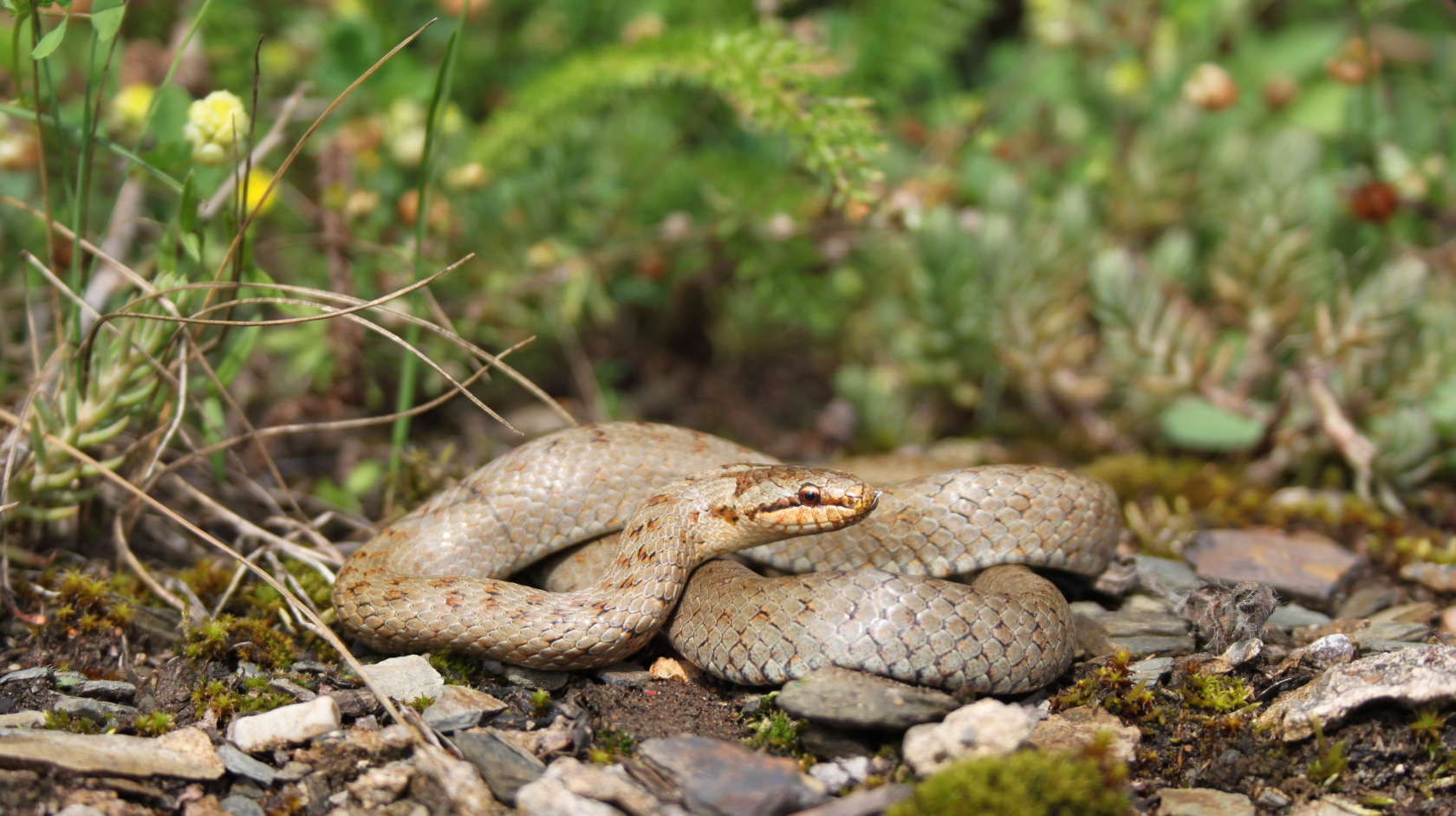 Die Schlingnatter benötigt strukturreiche Flächen mit ausreichenden Verstecken und Plätzen zum Sonnenbaden. Foto: Dr. Ulrich Schulte