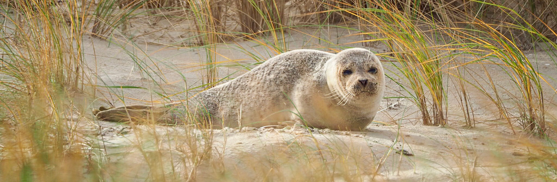 Deutschland ist in hohem Maße für die weltweite Erhaltung des Seehundes (Phoca vitulina vitulina) verantwortlich. Foto: Martin Blum.