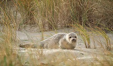 Jungr Seehund. Foto: Martin Blum.