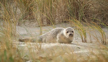 Mit ihrem hellen Fell sind Jungtiere auf dem Sand gut getarnt. Foto: Martin Blum