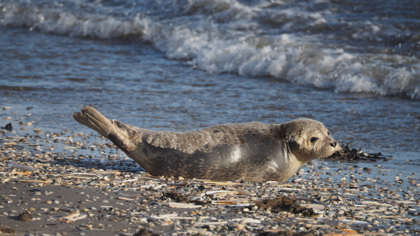 Seehunde (Phoca vitulina) gehören zur Familie der Hundsrobben, die im Gegensatz zu den Ohrenrobben keine Ohrmuscheln besitzen. Bei Seehunden ist die „Bananenstellung“ ein Zeichen von Entspannung. Foto: Martin Blum