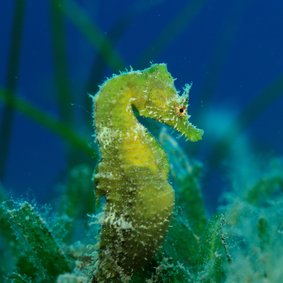 Das Kurzschnäuzige Seepferdchen lebt in warm-gemäßigten Gewässern im Mittelmeer und Atlantik, um die Britischen Inseln und seit wenigen Jahrzehnten auch in der deutschen Nordsee. Foto: Solvin Zankl