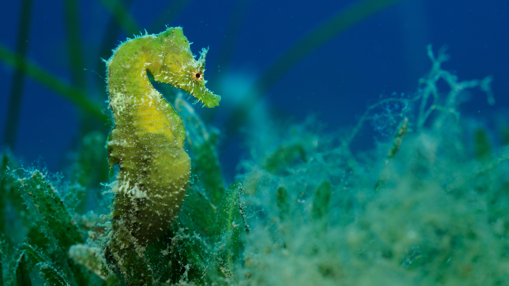 Das Kurzschnäuzige Seepferdchen lebt in warm-gemäßigten Gewässern im Mittelmeer und Atlantik, um die Britischen Inseln und seit wenigen Jahrzehnten auch in der deutschen Nordsee. Foto: Solvin Zankl