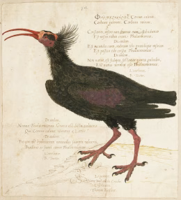 Ein um 1560 von Pierre Eskrich gemalter Waldrapp aus dem Schweizer Jura. Seinerzeit war die Art auch Brutvogel in Deutschland. Quelle: https://emuseum.nyhistory.org/objects/3867