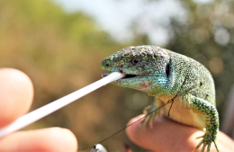 Eine Mundschleimhautprobe wird für genetische Analysen genommen. Foto: Dr. Ulrich Schulte
