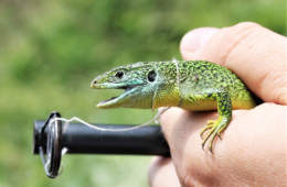 Zur Beprobung wurde eine Westliche Smaragdeidechse vorsichtig mit einer Schlinge gefangen. Foto: Dr. Ulrich Schulte