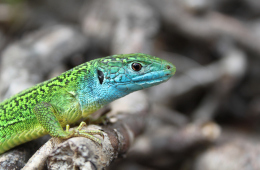Junges Männchen der Westlichen Smaragdeidechse. Foto: Dr. Ulrich Schulte