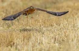 Die Wiesenweihe gehört zu den vom Ausbau der erneuerbaren Energien besonders betroffenen Arten. © Foto: Stefan Deinzer