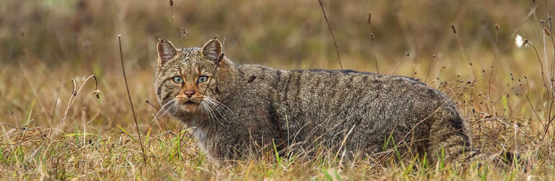 Für die seltene Wildkatze (Felix silvestris) trägt Deutschland eine besondere Verantwortung für die weltweite Erhaltung der Art. Sie ist in der Roten Liste der Säugetiere als gefährdet eingestuft. Foto: Michael Radloff.
