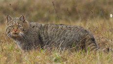Wildkatze, Foto: Michael Radloff.