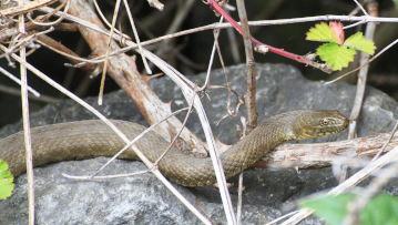 Vom Aussterben bedroht: die Würfelnatter. Foto: Ulrich Schulte