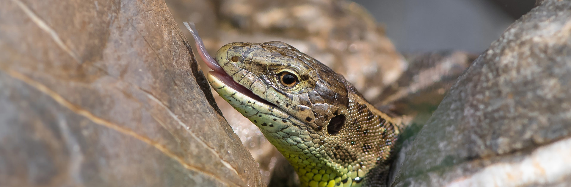 Die Zauneidechse (Lacerta agilis) steht auf der Vorwarnliste. Foto: Albert Heeb.