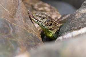 Zauneidechse. Foto: Albert Heeb.