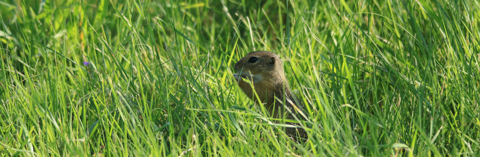 Europäisches Ziesel. Foto: Oliver Deck