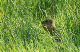 Das Europäische Ziesel ist in der Roten Liste Deutschlands als 