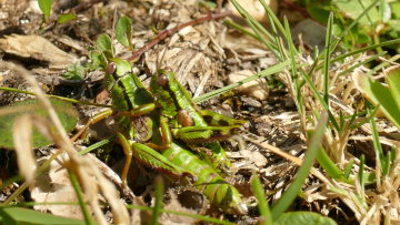 Der Größenunterschied zwischen dem Weibchen (unten) und dem Männchen (oben) ist bei der Alpinen Gebirgsschrecke besonders auffällig. Erwachsene Tiere sind zwischen Ende Juni und Oktober zu finden, Paarungen kann man besonders im August und September beobachten.
